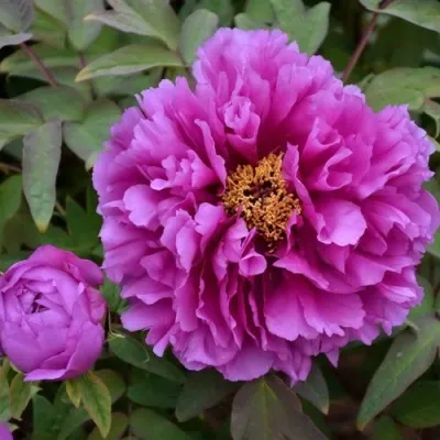 Пион ЛИЛОВАЯ ФАНТАЗИЯ древовидный в Москве