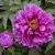 Пион ЛИЛОВАЯ ФАНТАЗИЯ древовидный в Москве