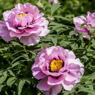 Пион СИНИЙ САПФИР древовидный — описание сорта Пион СИНИЙ САПФИР древовидный в Москве