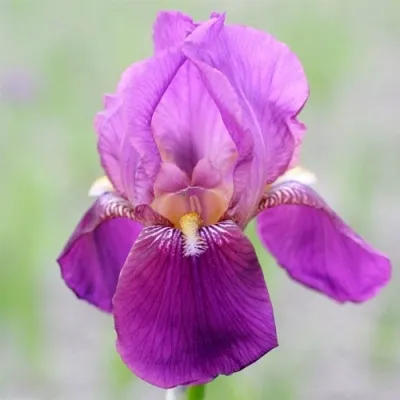 Ирис ИМПЕРАТОР бородатый в Москве
