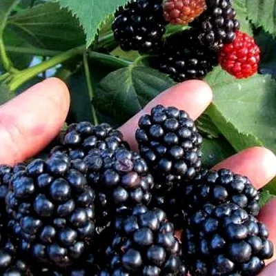 Ежевика ЭВЕРГРИН бесшипная — описание сорта Ежевика ЭВЕРГРИН бесшипная в Москве