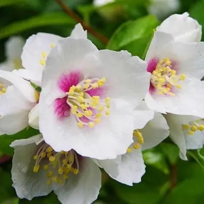 Жасмин БЕЛЬ ЭТУАЛЬ — описание сорта Жасмин БЕЛЬ ЭТУАЛЬ в Москве