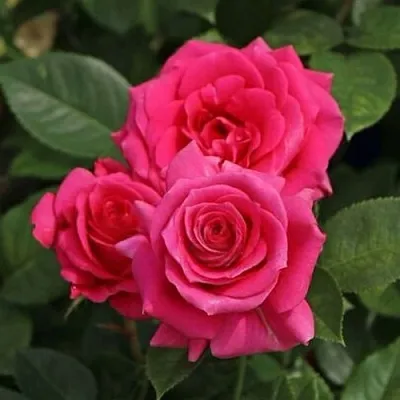 Саженцы роз ЛАВ ЛЕТТЕР флорибунда  Саженцы роз ЛАВ ЛЕТТЕР флорибунда в Москве