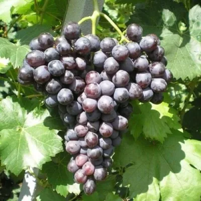 Виноград КРАСА НИКОПОЛЯ — описание сорта Виноград КРАСА НИКОПОЛЯ в Москве