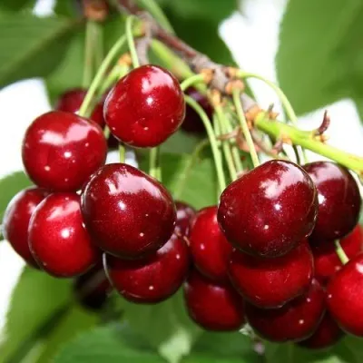 Черешня МИНЧАНКА в Москве