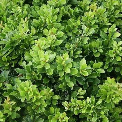 Барбарис КОБОЛЬД тунберга — описание сорта Барбарис КОБОЛЬД тунберга в Москве