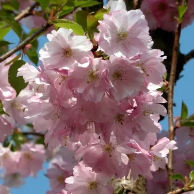 Вишня АККОЛЕЙД цветущая — описание сорта Вишня АККОЛЕЙД цветущая в Москве