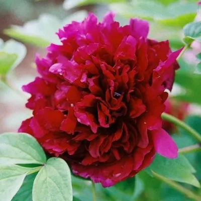 Пион ГАЛАКТИКА травянистый в Москве