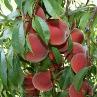 Персик ЮБИЛЕЙ СТОЛИЦЫ колонновидный — описание сорта Персик ЮБИЛЕЙ СТОЛИЦЫ колонновидный в Москве