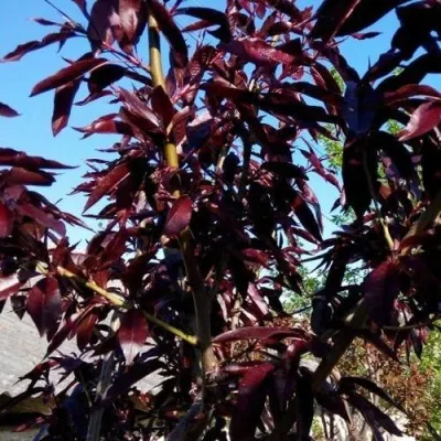 Персик БУРГУНДИ краснолистный — описание сорта Персик БУРГУНДИ краснолистный в Москве