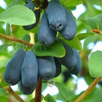 Жимолость съедобная ЮГАНА в Москве