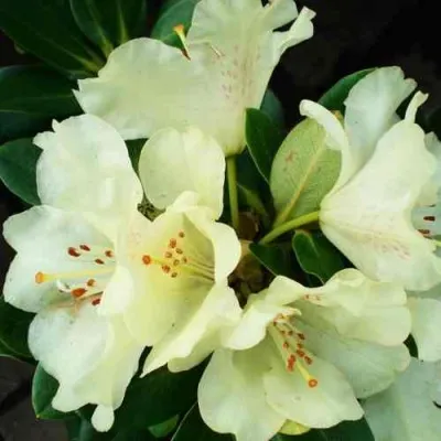 Рододендрон ГОЛДКРОН в Москве