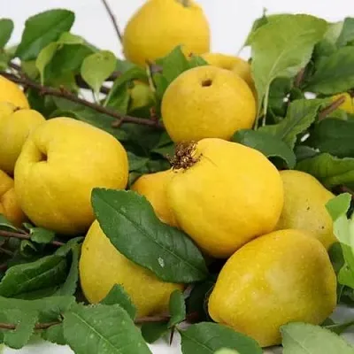 Айва ЯПОНСКАЯ  Айва ЯПОНСКАЯ в Москве