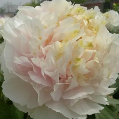 Пион ЗОЛОТОЙ ИЗУМРУД древовидный — описание сорта Пион ЗОЛОТОЙ ИЗУМРУД древовидный в Москве