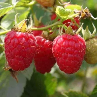 Малина РУДИ — описание сорта Малина РУДИ в Москве