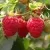 Малина РУДИ — описание сорта Малина РУДИ в Москве