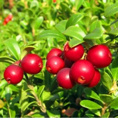 Брусника садовая РЕД ПЕРЛ в Москве