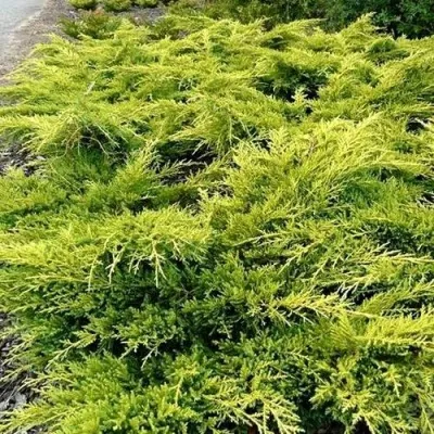 Можжевельник ОЛД ГОЛД средний — описание сорта Можжевельник ОЛД ГОЛД средний в Москве