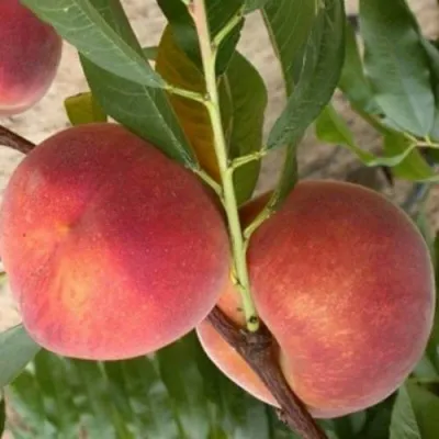 Персик ЮБИЛЕЙ СТОЛИЦЫ колонновидный — описание сорта Персик ЮБИЛЕЙ СТОЛИЦЫ колонновидный в Москве