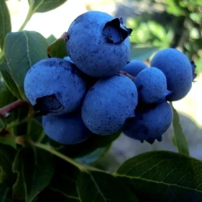 Голубика ДЖЕРСИ в Москве