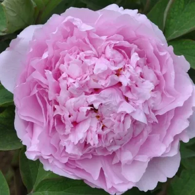 Пион ПРОЗРАЧНАЯ РОСА древовидный — описание сорта Пион ПРОЗРАЧНАЯ РОСА древовидный в Москве