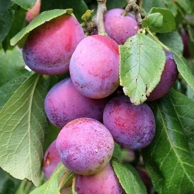 Слива БЛЮ СВИТ колонновидная  — описание сорта Слива БЛЮ СВИТ колонновидная  в Москве