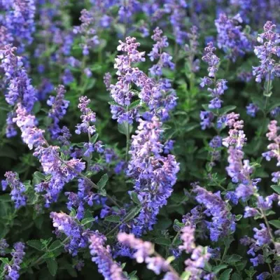 Котовник СИКС ХИЛЛС ГИАНТ в Москве