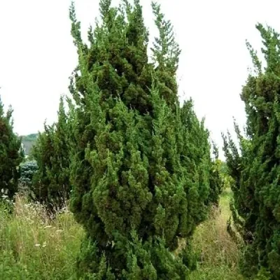 Можжевельник КАЙЗУКА китайский в Москве