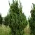 Можжевельник КАЙЗУКА китайский в Москве