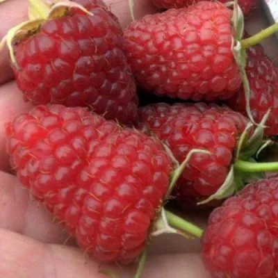 Малина АТЛАНТ — описание сорта Малина АТЛАНТ в Москве