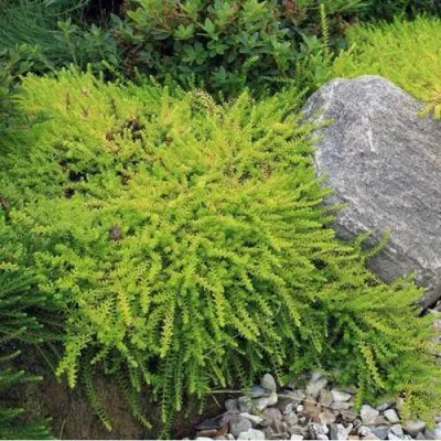 Водяника БЕРНШТЕЙН черная — описание сорта Водяника БЕРНШТЕЙН черная в Москве