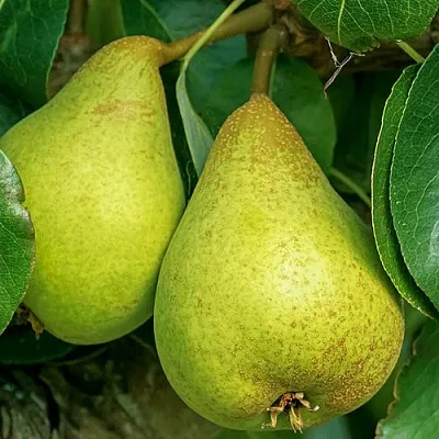 Груша Г-6 колонновидная  Груша Г-6 колонновидная в Москве