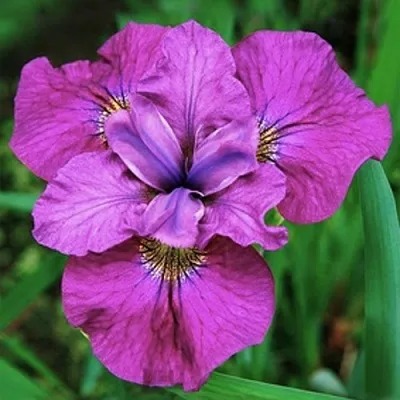 Ирис СИ Я ЛЕЙТЕР сибирский  Ирис СИ Я ЛЕЙТЕР сибирский в Москве