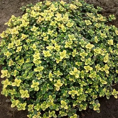 Тимьян ДОННА ВАЛЕЙ лимоннопахнущий в Москве