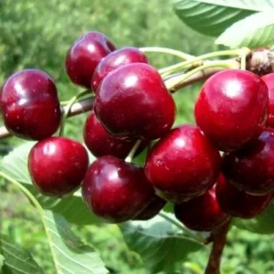 Вишня ВЯНОК — описание сорта Вишня ВЯНОК в Москве