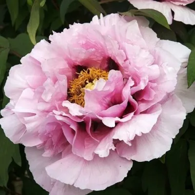 Пион РОЗОВАЯ РЕКА древовидный — описание сорта Пион РОЗОВАЯ РЕКА древовидный в Москве