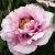 Пион РОЗОВАЯ РЕКА древовидный — описание сорта Пион РОЗОВАЯ РЕКА древовидный в Москве