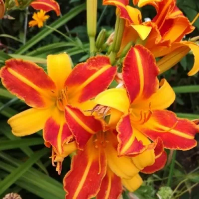 Лилейник ФРАНС ХАЛС — описание сорта Лилейник ФРАНС ХАЛС в Москве