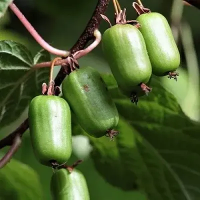 Актинидия СЕНТЯБРЬСКАЯ коломикта — описание сорта Актинидия СЕНТЯБРЬСКАЯ коломикта в Москве