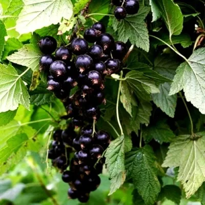 Смородина чёрная БЕЛОРУССКАЯ СЛАДКАЯ в Москве