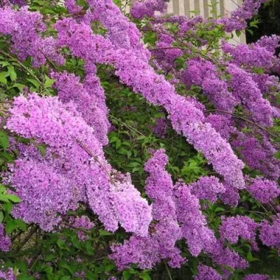 Сирень КИТАЙСКАЯ — описание сорта Сирень КИТАЙСКАЯ в Москве