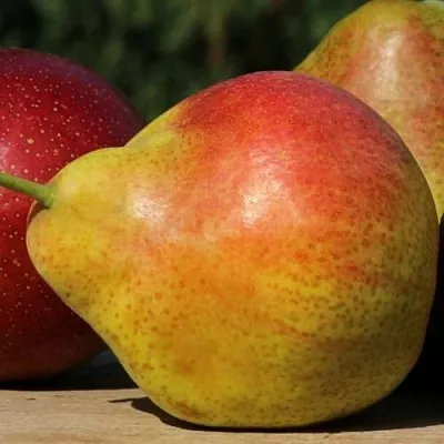 Груша ТАТЬЯНА в Москве