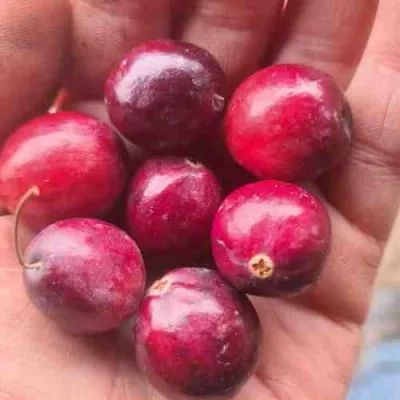 Клюква БАИН 6 — описание сорта Клюква БАИН 6 в Москве