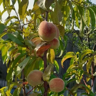 Персик ЕЛГАВСКИЙ в Москве