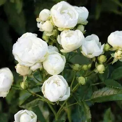 Саженцы роз УАЙТ МОРСДАГ полиантовая  Саженцы роз УАЙТ МОРСДАГ полиантовая в Москве