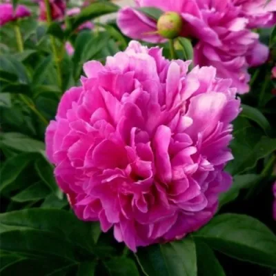 Пион ФЕЛИКС КРАУССЕ травянистый — описание сорта Пион ФЕЛИКС КРАУССЕ травянистый в Москве