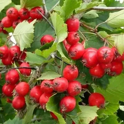 Боярышник СВАЯК  Боярышник СВАЯК в Москве