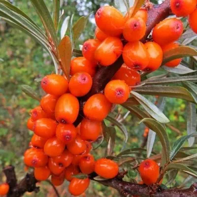 Облепиха ДЖЕМОВАЯ — описание сорта Облепиха ДЖЕМОВАЯ в Москве