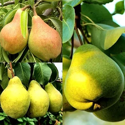 Комплект НАСТОЯЩИЙ ВОСТОРГ в Москве