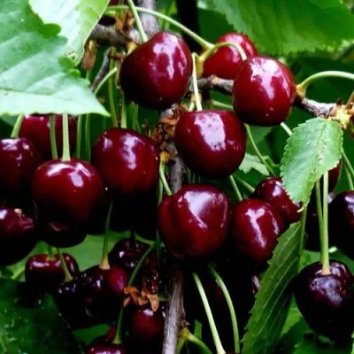 Черешня РЕВНА в Москве